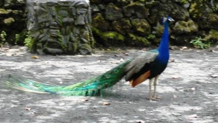 zoo peacock Hilo